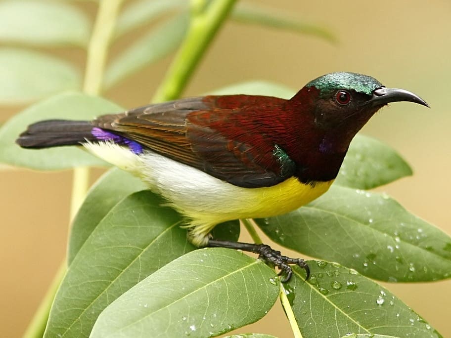 Purple-rumped Sunbird